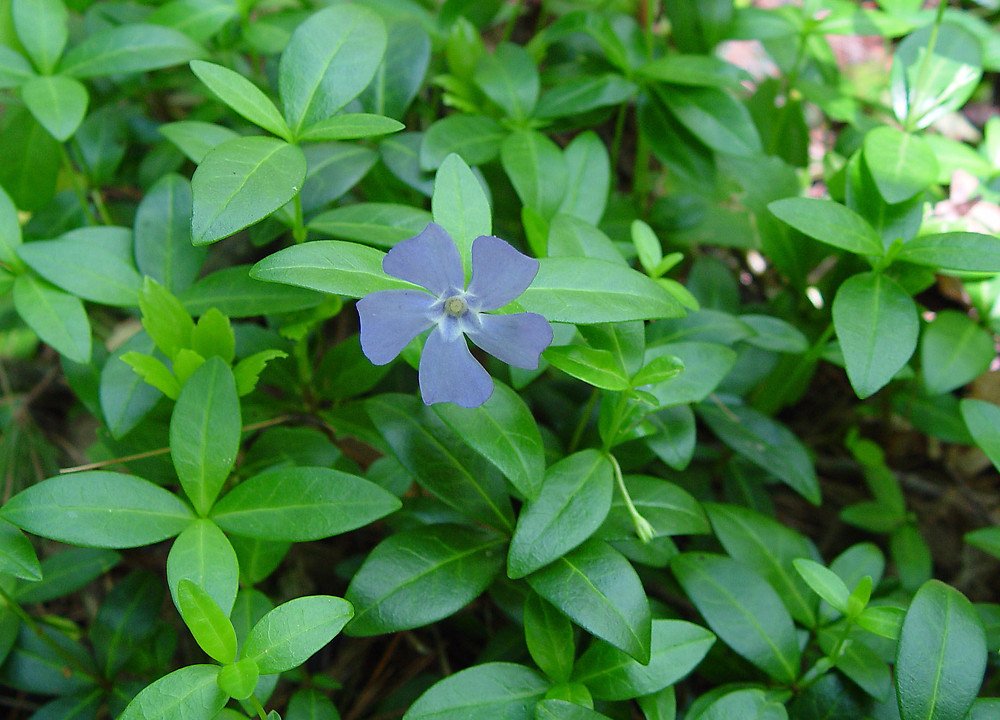 plants for ground cover